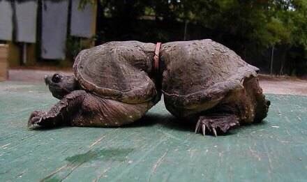 �������ӵ������������ܾ�������һ����ʹ��