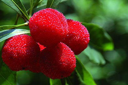 9大保镖保护你远离心脏病的威胁 9大保镖保护你远离心脏病的威胁