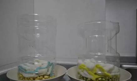 ��ɫʳƷ��һ������ƿ�����ֳ�ȫ���˳ԵĶ�ѿ��