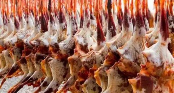 舌尖上的罪孽,中.华.民.族.10大禁菜!传给身边的朋友看看,就是慈悲的大放生!功德无量! 舌尖上的罪孽,中.华.民.族.10大禁菜!传给身边的朋友看看,就是慈悲的大放生!功德无量!