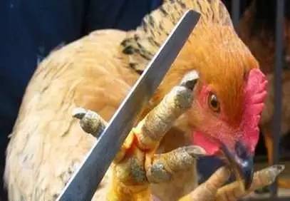 舌尖上的罪孽,中.华.民.族.10大禁菜!传给身边的朋友看看,就是慈悲的大放生!功德无量! 舌尖上的罪孽,中.华.民.族.10大禁菜!传给身边的朋友看看,就是慈悲的大放生!功德无量!