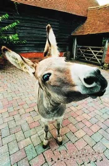 舌尖上的罪孽,中.华.民.族.10大禁菜!传给身边的朋友看看,就是慈悲的大放生!功德无量! 舌尖上的罪孽,中.华.民.族.10大禁菜!传给身边的朋友看看,就是慈悲的大放生!功德无量!