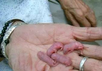 舌尖上的罪孽,中.华.民.族.10大禁菜!传给身边的朋友看看,就是慈悲的大放生!功德无量! 舌尖上的罪孽,中.华.民.族.10大禁菜!传给身边的朋友看看,就是慈悲的大放生!功德无量!