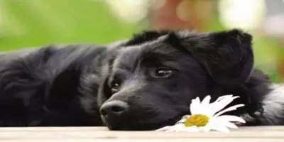 һֻ��ڹ�������ε�ҧ���������ε������һ��������