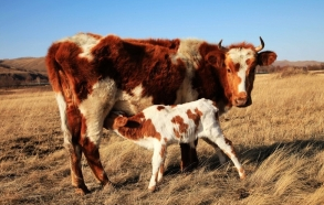 震惊:肉食背后的25个真相 震惊:肉食背后的25个真相