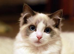 夭折儿子投胎猫身,重续前缘陪伴母亲 夭折儿子投胎猫身,重续前缘陪伴母亲