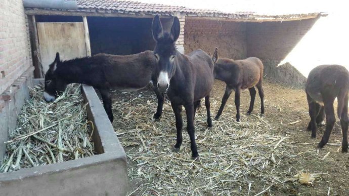 真实案例:驴脾气的人真的投胎做驴了! 真实案例:驴脾气的人真的投胎做驴了!