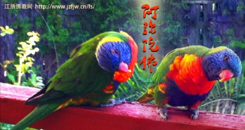 放生救物愈疾(实例十二则)【印光大师鉴定】 放生救物愈疾(实例十二则)【印光大师鉴定】