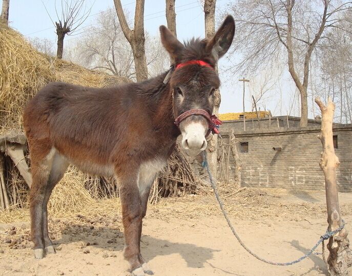 亿万身家老总堕地狱受尽折磨,经超度投畜生道得驴身 亿万身家老总堕地狱受尽折磨,经超度投畜生道得驴身