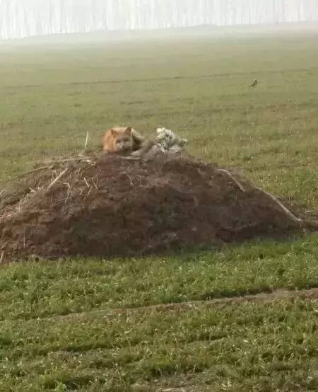 ɽ�����ֺ����طأ�һ����Թ���飬����ϲ��ߣ�