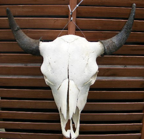 ��Щ������Ʒǧ���ܷż���������