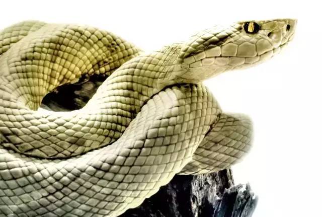 大蛇托梦求教,感化卖蛇人转行信佛 大蛇托梦求教,感化卖蛇人转行信佛