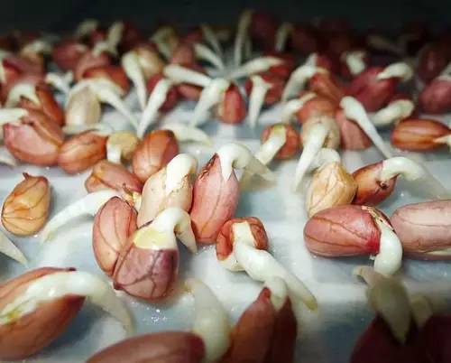 巧用A4纸阳台种菜+推荐一个多吃能长生不老的菜供一家人吃快来学学! 巧用A4纸阳台种菜+推荐一个多吃能长生不老的菜供一家人吃快来学学!