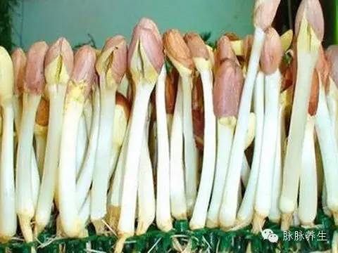 巧用A4纸阳台种菜+推荐一个多吃能长生不老的菜供一家人吃快来学学! 巧用A4纸阳台种菜+推荐一个多吃能长生不老的菜供一家人吃快来学学!