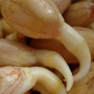 巧用A4纸阳台种菜+推荐一个多吃能长生不老的菜供一家人吃快来学学! 巧用A4纸阳台种菜+推荐一个多吃能长生不老的菜供一家人吃快来学学!