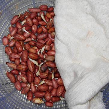 巧用A4纸阳台种菜+推荐一个多吃能长生不老的菜供一家人吃快来学学! 巧用A4纸阳台种菜+推荐一个多吃能长生不老的菜供一家人吃快来学学!