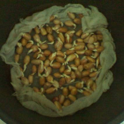 巧用A4纸阳台种菜+推荐一个多吃能长生不老的菜供一家人吃快来学学! 巧用A4纸阳台种菜+推荐一个多吃能长生不老的菜供一家人吃快来学学!