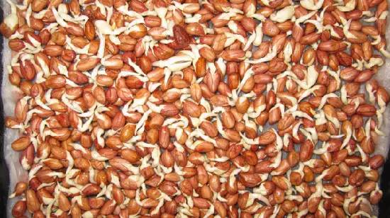 巧用A4纸阳台种菜+推荐一个多吃能长生不老的菜供一家人吃快来学学! 巧用A4纸阳台种菜+推荐一个多吃能长生不老的菜供一家人吃快来学学!