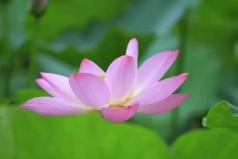 自性心田_觉花开 自性心田_觉花开