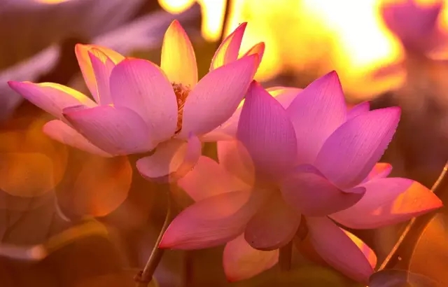 �𻯺������⳵�Ѻ���ĸ�Ӧ����