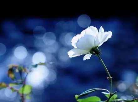 学习正见、谨守正规、自我规范 学习正见、谨守正规、自我规范