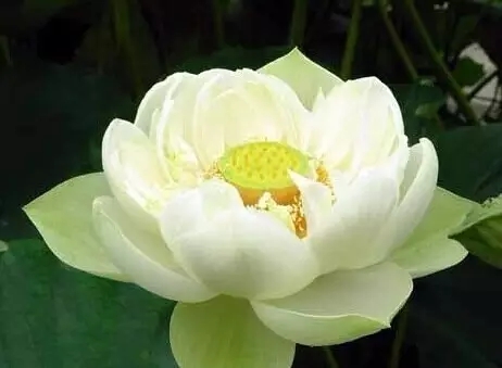 ��ִ��������_�����Ų����鰮��ô�죿