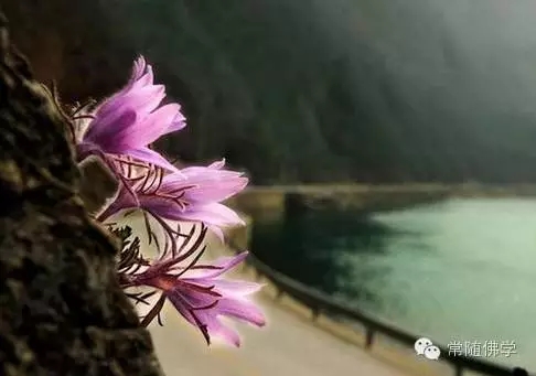 早早学佛_学会正确处理生命中最重大的事情 早早学佛_学会正确处理生命中最重大的事情