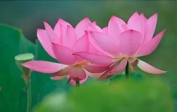 什么是“一心念佛”? 什么是“一心念佛”?