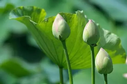 �𷨵����ܺ�_Ϊ����������ʱȴ�ò��ϣ�