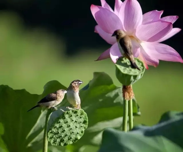 舍不得爱情就等于舍不得三界六道 舍不得爱情就等于舍不得三界六道