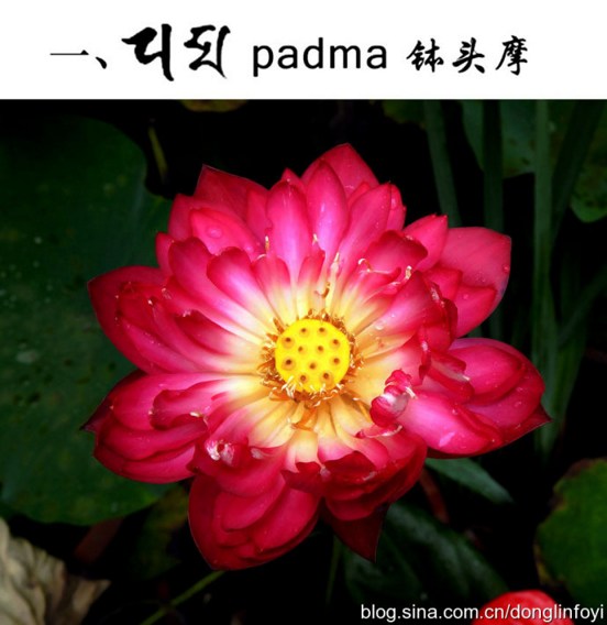 五种佛教的莲花 五种佛教的莲花