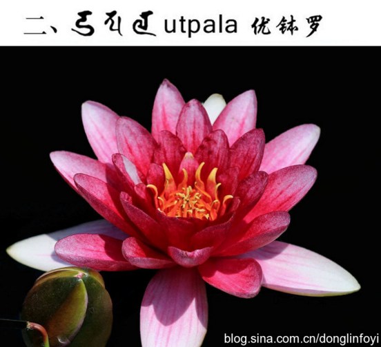 五种佛教的莲花 五种佛教的莲花