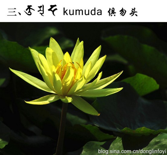 五种佛教的莲花 五种佛教的莲花