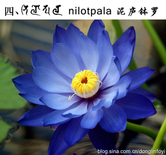 五种佛教的莲花 五种佛教的莲花