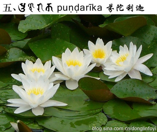 五种佛教的莲花 五种佛教的莲花