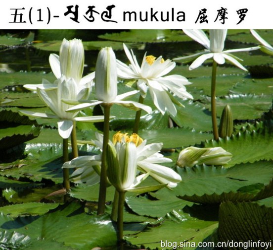 五种佛教的莲花 五种佛教的莲花