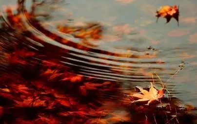 ϰ��_�ɰ������ķֽ�