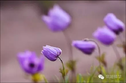 最真感悟:回顾这四十年_我只在修我执 最真感悟:回顾这四十年_我只在修我执