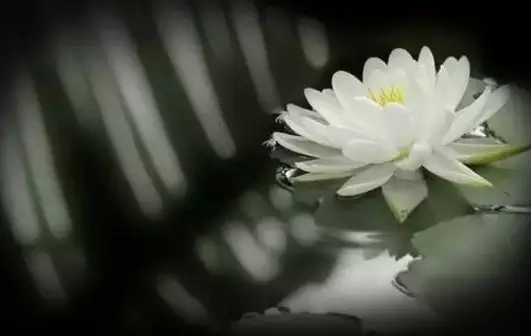 念佛为什么要先入“佛理”? 念佛为什么要先入“佛理”?