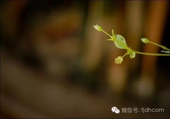 ������֮��ì�ܲ�����ԭ����ʲô��