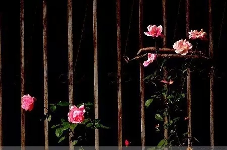 世上没有不幸福的人,只有不肯快乐的心 世上没有不幸福的人,只有不肯快乐的心