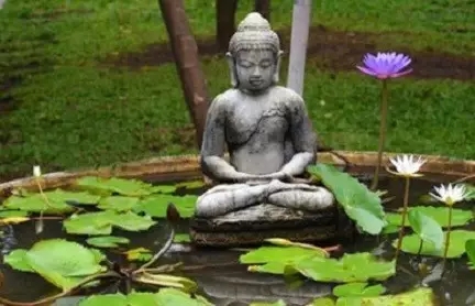 迷人的禅 迷人的禅