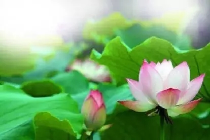 如何检验自己是不是真的放下了呢? 如何检验自己是不是真的放下了呢?