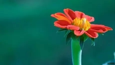 һ����Ա�����˻��ǹ��ĺ컨