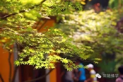 无常是修行人的密友 无常是修行人的密友