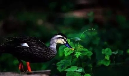 ���������ߵ�����_�������˵ĵ���