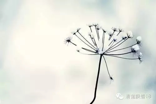 【相承论释】阿弥陀佛是最好的美容师 【相承论释】阿弥陀佛是最好的美容师