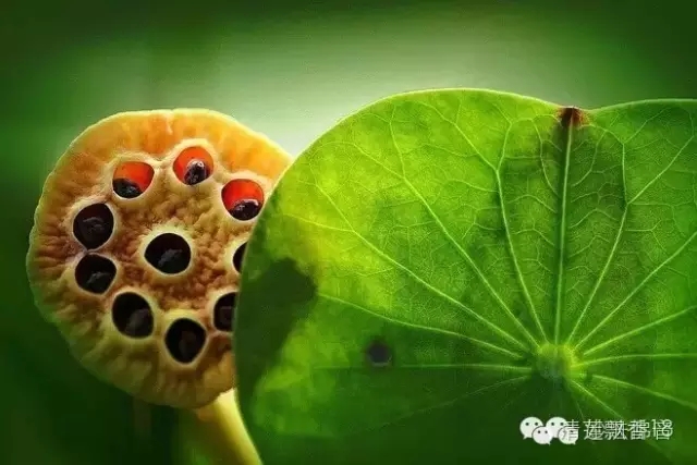 【相承论释】阿弥陀佛是最好的美容师 【相承论释】阿弥陀佛是最好的美容师