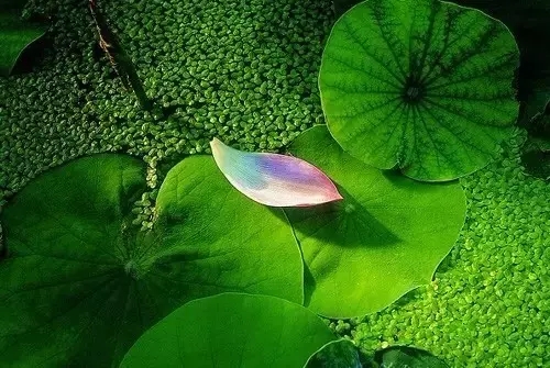 看见心的本来 看见心的本来