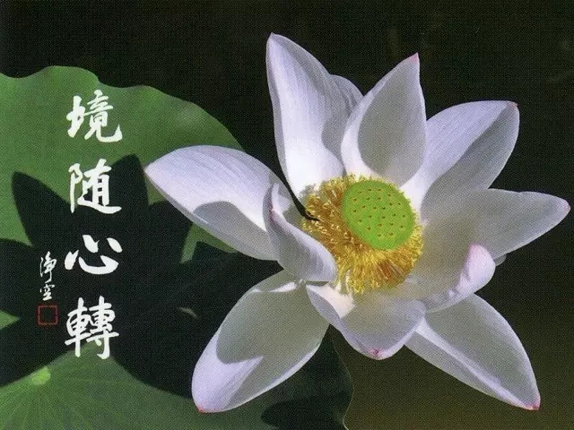 陈妙元本愿念佛潇洒往生记实 陈妙元本愿念佛潇洒往生记实